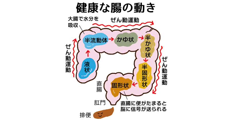 便秘　健康な大腸の動き